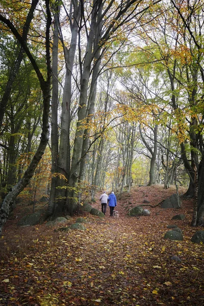 Orman Yürüyüşü.
