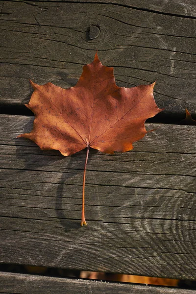 Leaf. — Stock Photo, Image