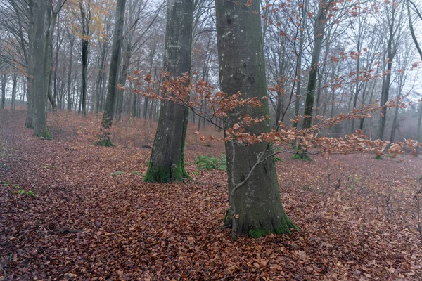 Sonbaharda kayın ormanı.
