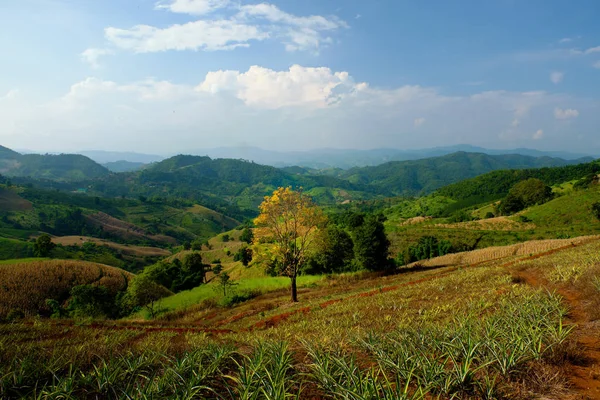 Güzel doğada yalnız bir ağaç..