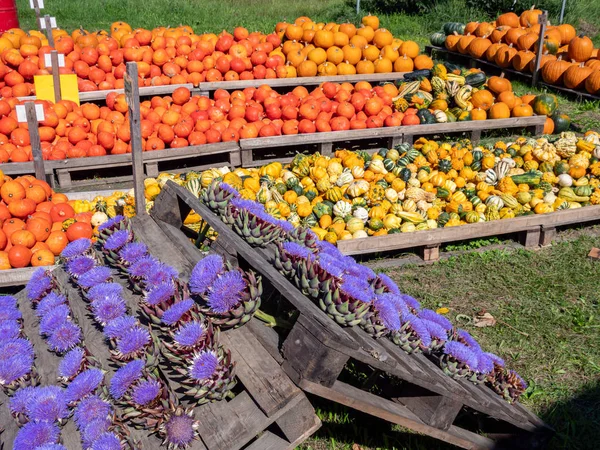 Herbstmarkt mit Kürbis- und Artischockenverkauf — Stockfoto