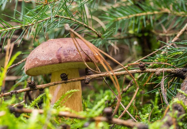 Paddenstoel in het bos — Stockfoto