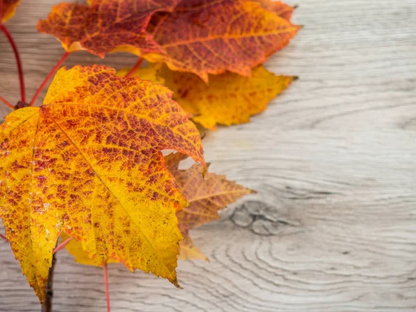 Autumn template decoration leaf — 스톡 사진