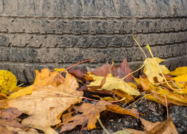 Profilo pneumatici foglie autunno — Foto Stock