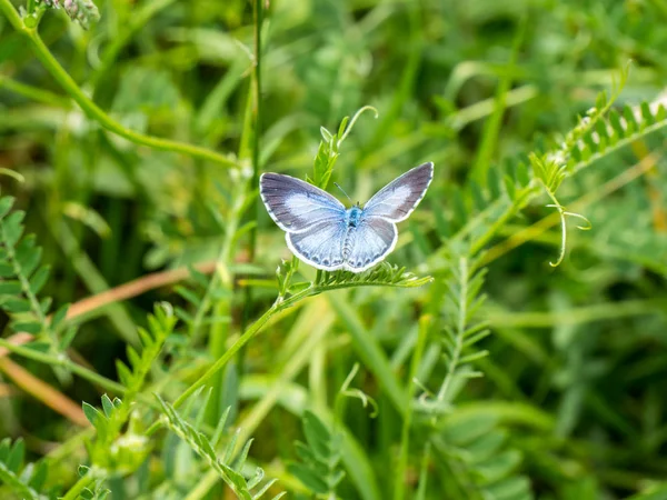 Kruszyna niebieska, Celastrina argiolus — Zdjęcie stockowe