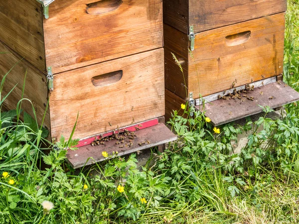 Bijenhuis in het voorjaar — Stockfoto