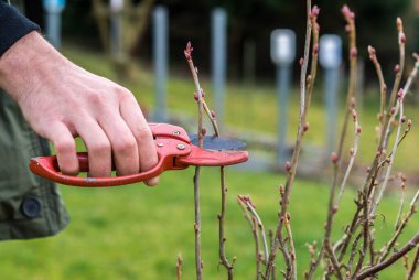 pruning in spring background clipart