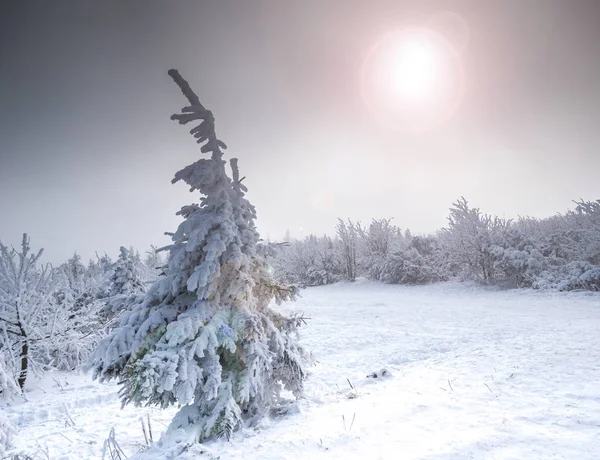 いい冬の風景背景 — ストック写真