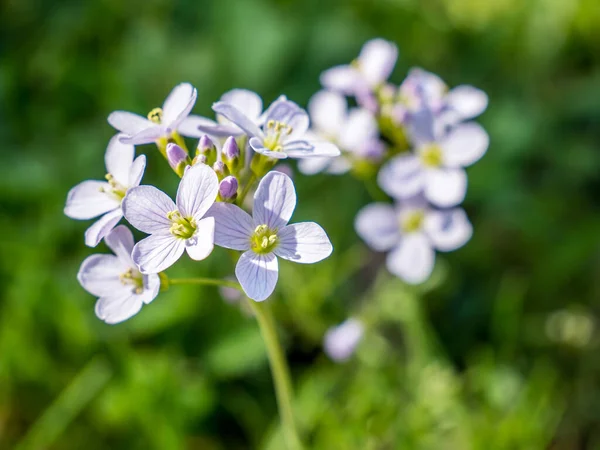 Ört av ängsskum, Cardamine pratensis — Stockfoto