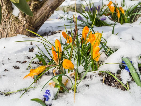 Pomerančové krokusy se sněhem — Stock fotografie