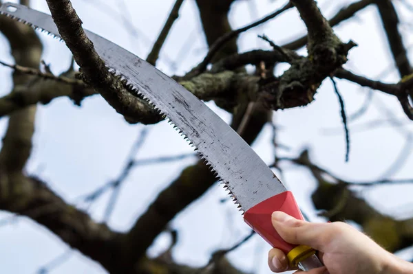 Cuidado del árbol primavera imagen — Foto de Stock