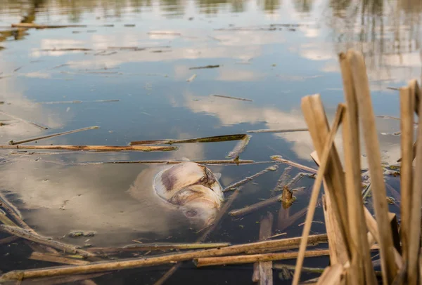 Fische sterben in den Gewässern — Stockfoto
