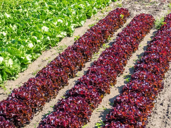 Salad in the field — Stock Photo, Image