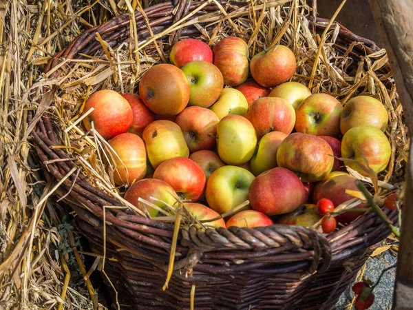 Imagem de colheita de maçã fresca — Fotografia de Stock