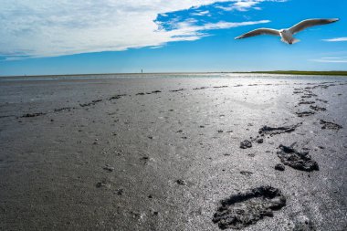 Footprints in the mudflat clipart