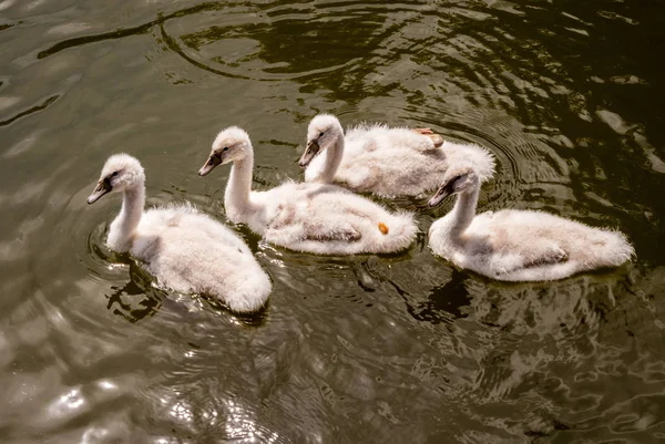 Animal joven cisne imagen — Foto de Stock