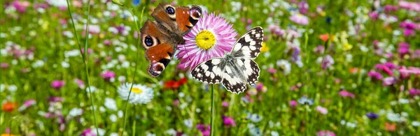 Butterfly on a flower meadow — Stock Photo, Image