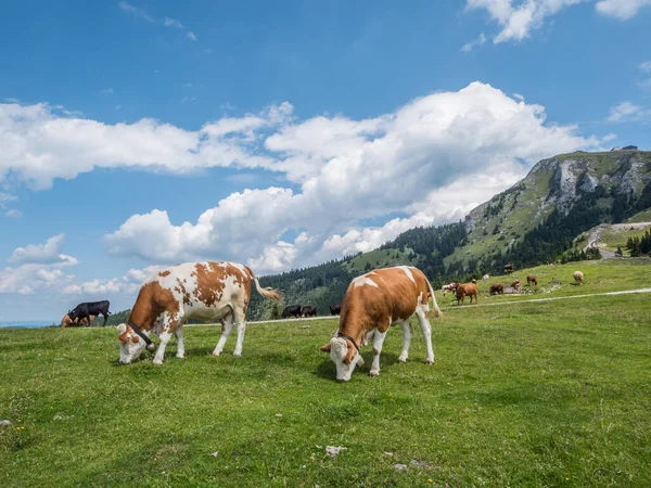 Vacas en un pasto de montaña — Foto de Stock