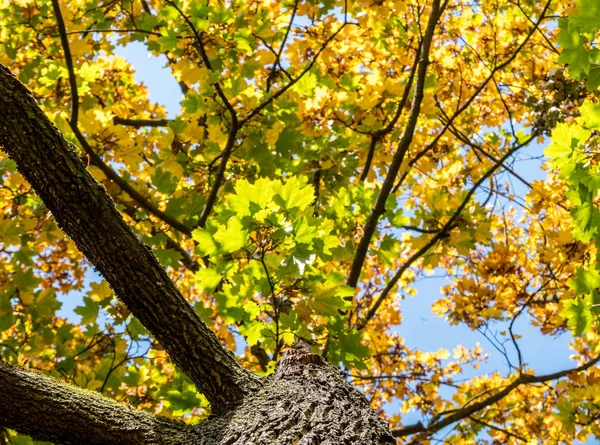 Acero colorato in autunno — Foto Stock