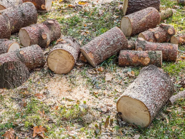 Árbol madera tala imagen — Foto de Stock