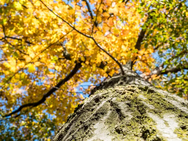 Δέντρο σφενδάμνου πολύχρωμο φθινόπωρο — Φωτογραφία Αρχείου