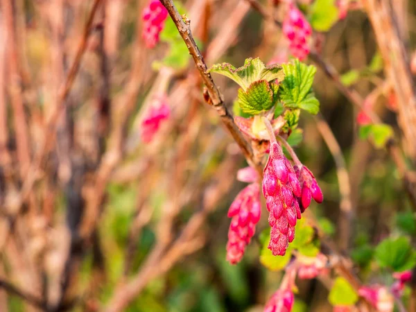 Blood currant in spring — Stock Photo, Image