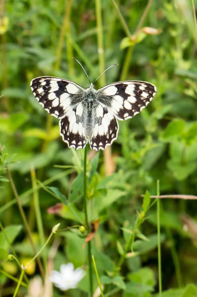 Branco Schachbrett borboleta imagem — Fotografia de Stock