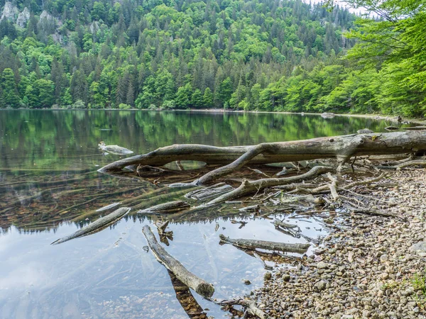 Lac Feldsee Forêt Noire en Allemagne — Photo