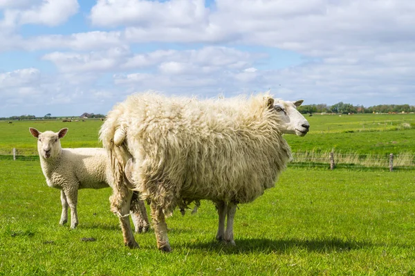 Schapen op de dijk bij de Noordzee — Stockfoto