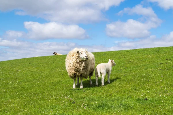 Ovce na hrázi u Severního moře — Stock fotografie