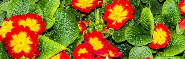 Panorama Red  Primula Vulgaris — Stock Photo, Image