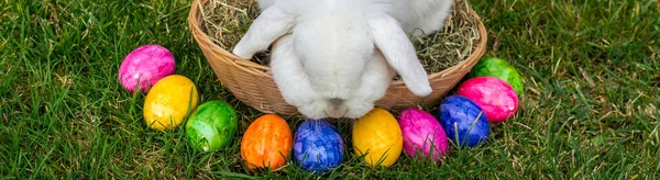 Panorama Easter Bunny with Eggs — 스톡 사진