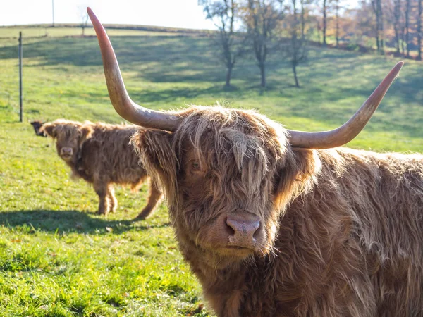 Fondo escocés de ganado de montaña — Foto de Stock