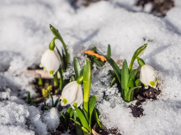 Sněhové vločky v zimní zahradě — Stock fotografie