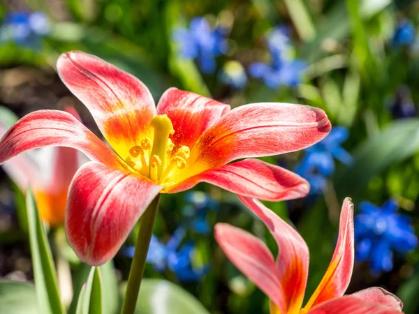 Гибридный фон цветущего тюльпана — стоковое фото