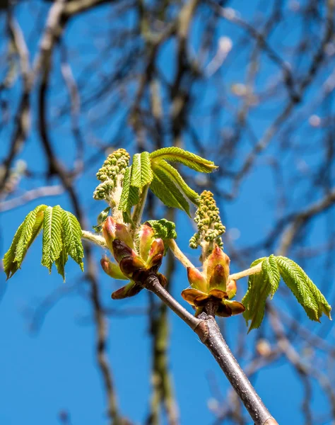 Conker blossom in the Spring — Stock Photo, Image