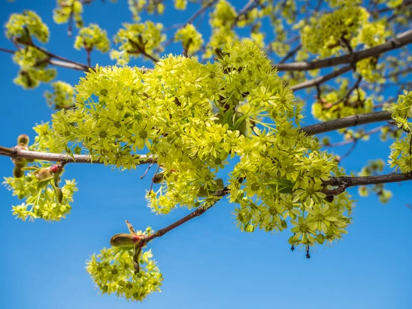 Lime blossoms in spring — Stock Photo, Image