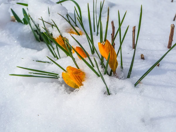 Oranžový krokus na jaře se sněhem — Stock fotografie