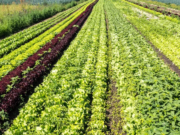 Campo de ensaladas en el jardín — Foto de Stock