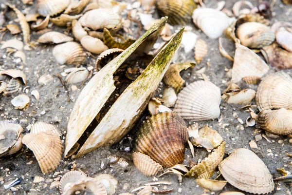 Κοχύλια Τράπεζα στη Θάλασσα Wadden — Φωτογραφία Αρχείου