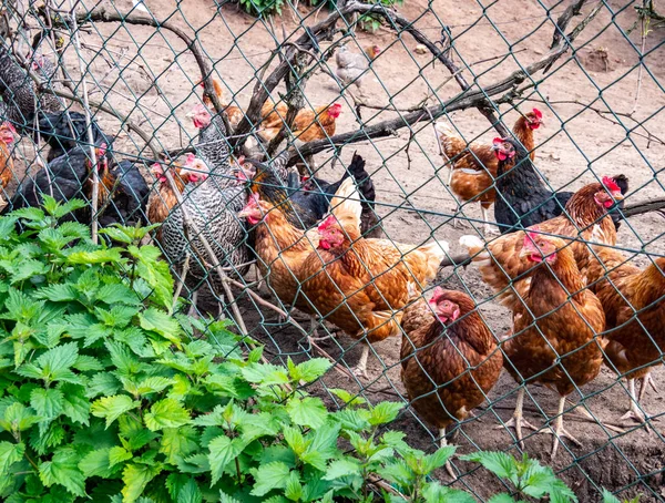 Bio csirkék egy gazdaságban — Stock Fotó
