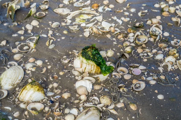 Μύδια Στη Θάλασσα Wadden — Φωτογραφία Αρχείου