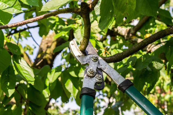 El árbol se corta con tijeras de podar — Foto de Stock