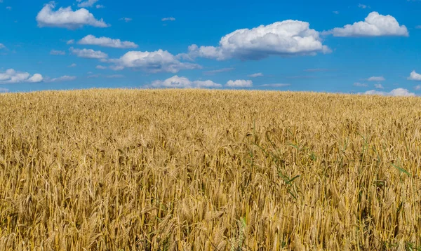 여름의 곡식 밭 — 스톡 사진