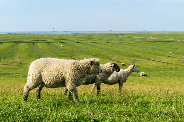 Schapen op de dijk bij de Noordzee — Stockfoto