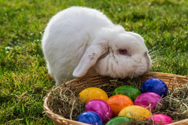 Paskalya yumurtalı beyaz tavşan. — Stok fotoğraf