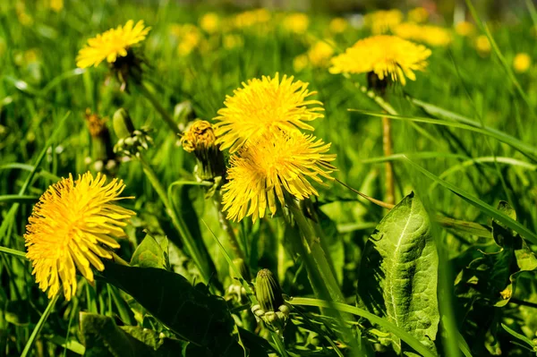 Dandelion Meadow background image — 스톡 사진