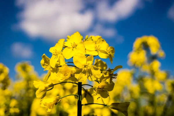 Rapeseed in full bloom — Stock Photo, Image