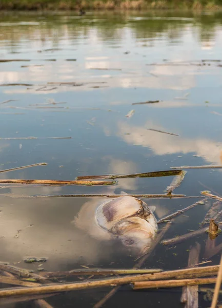 Tote Fische im Teich — Stockfoto