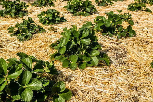 Aardbei planten in de tuin — Stockfoto